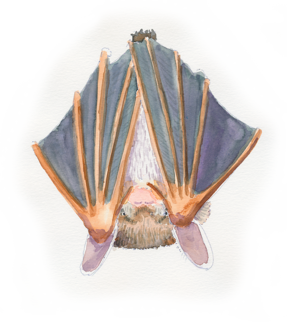 Smal-brown-bat